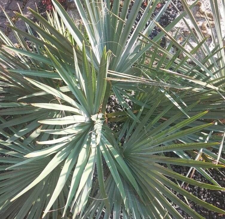 Brahea decumbens leaf