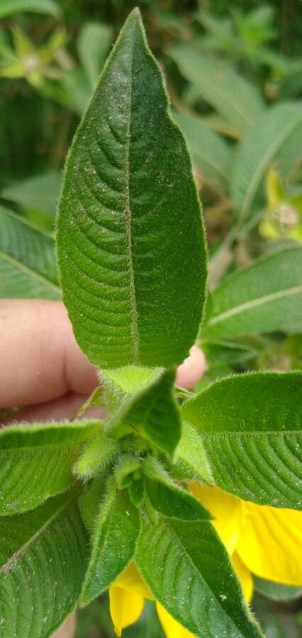 Ludwigia peruviana leaf