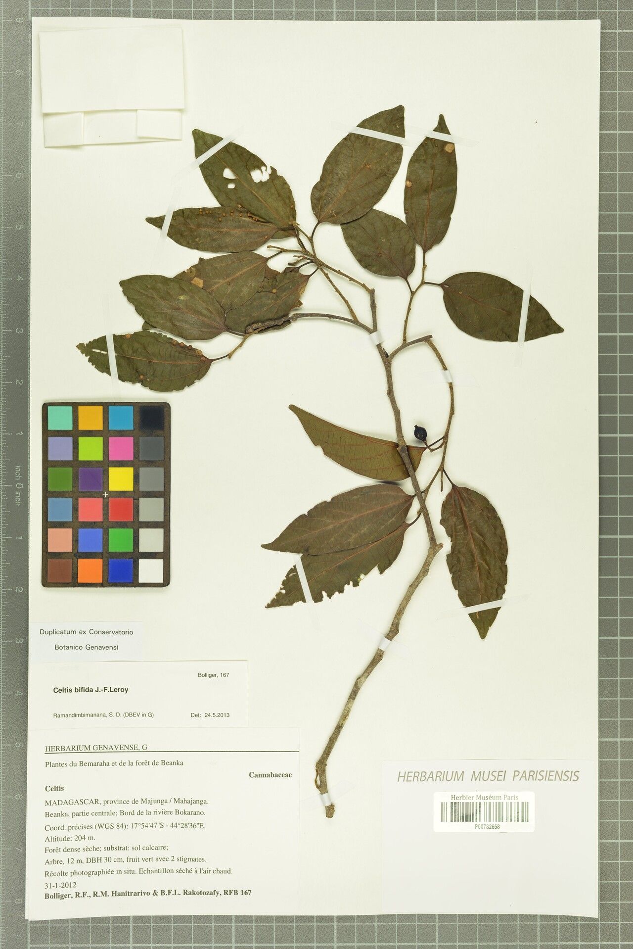 Celtis bifida — search result for 'Celtis'