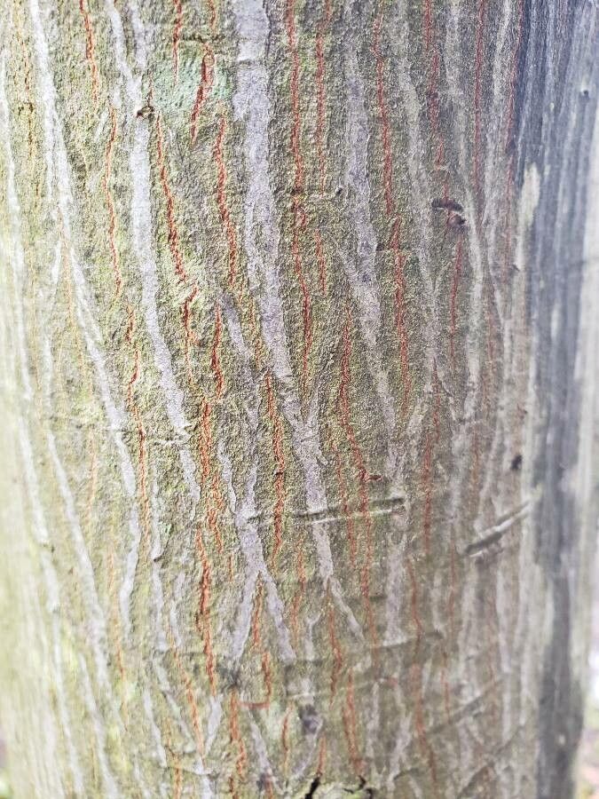 Amelanchier × grandiflora bark