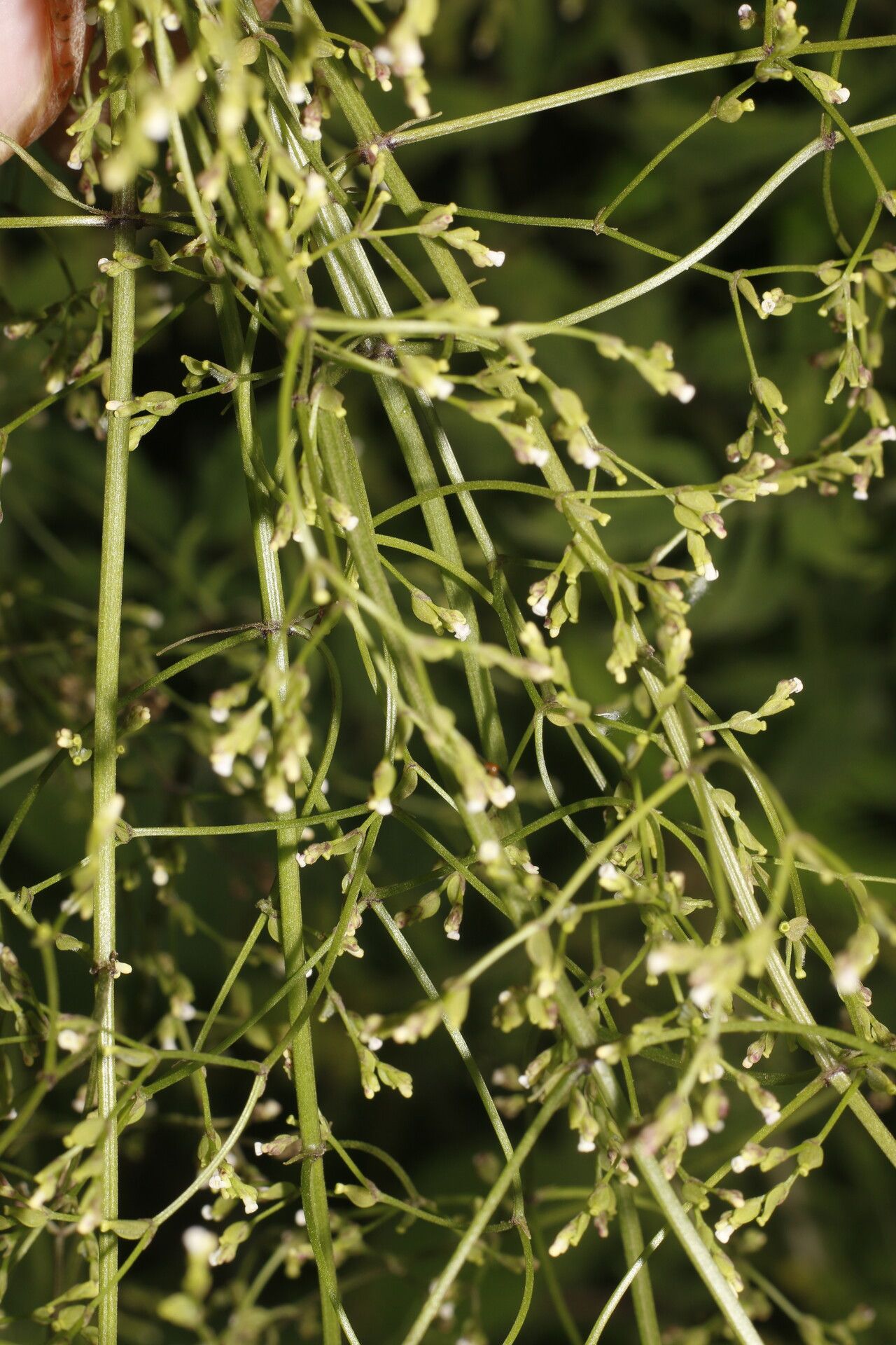 Valeriana palmeri flower