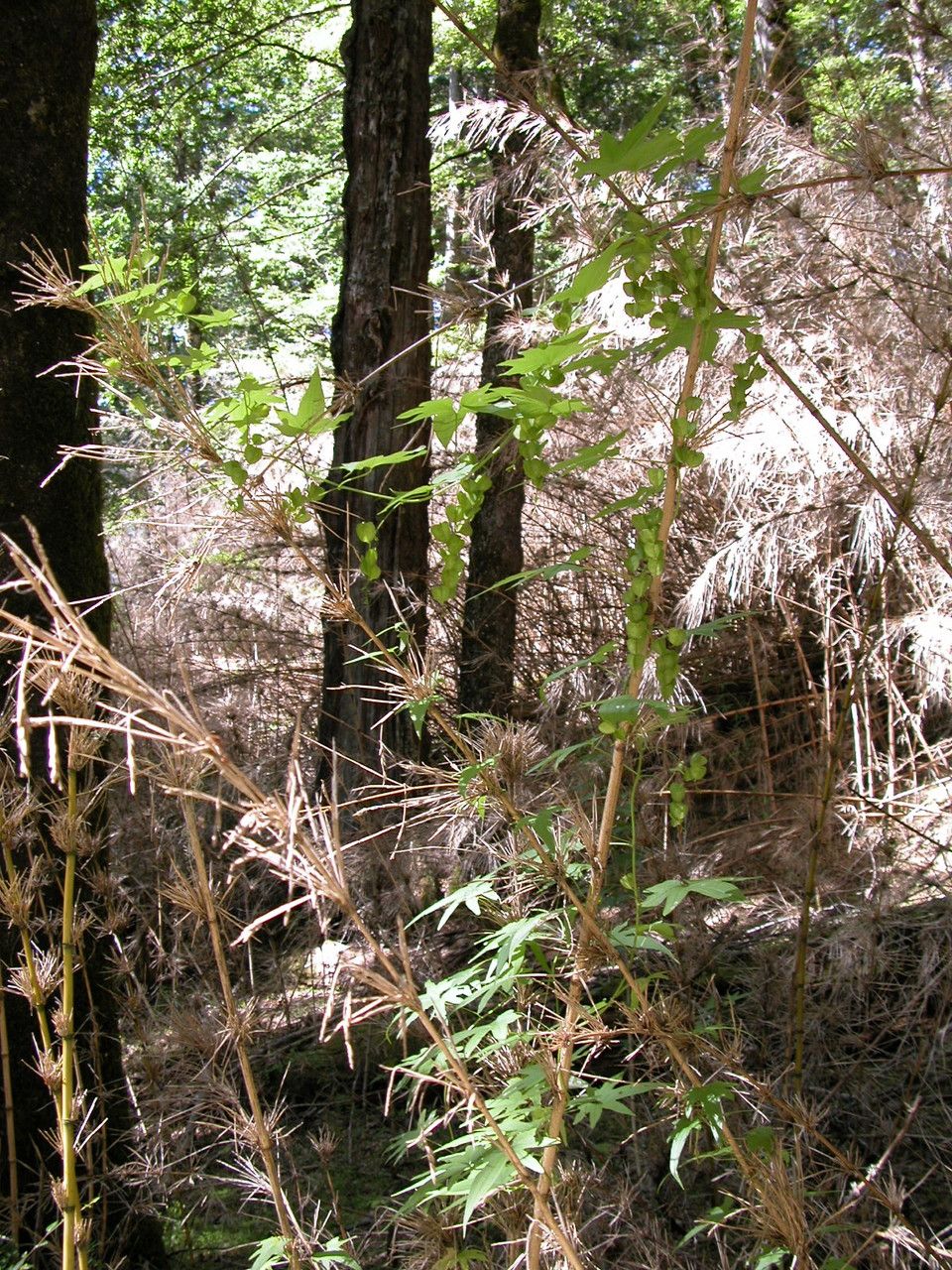 Dioscorea brachybotrya habit