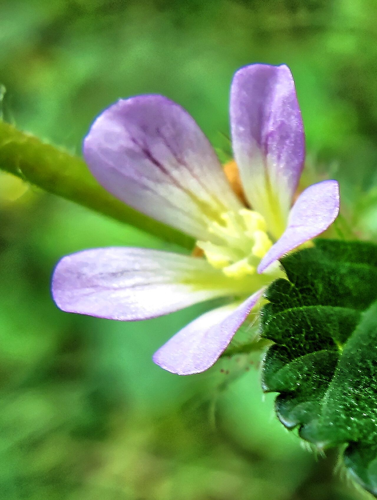 Melochia melissifolia flower