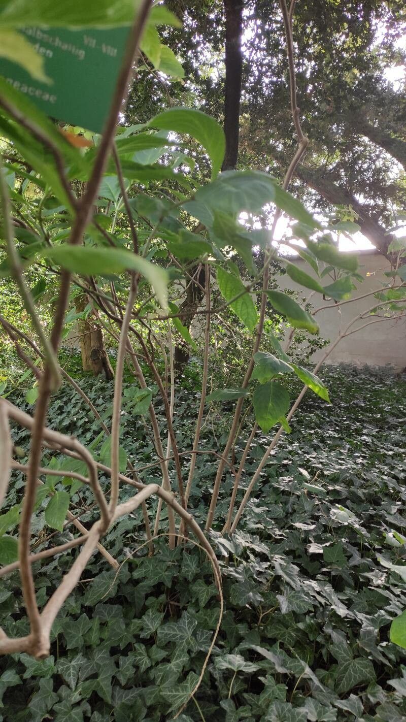 Dichroa versicolor bark