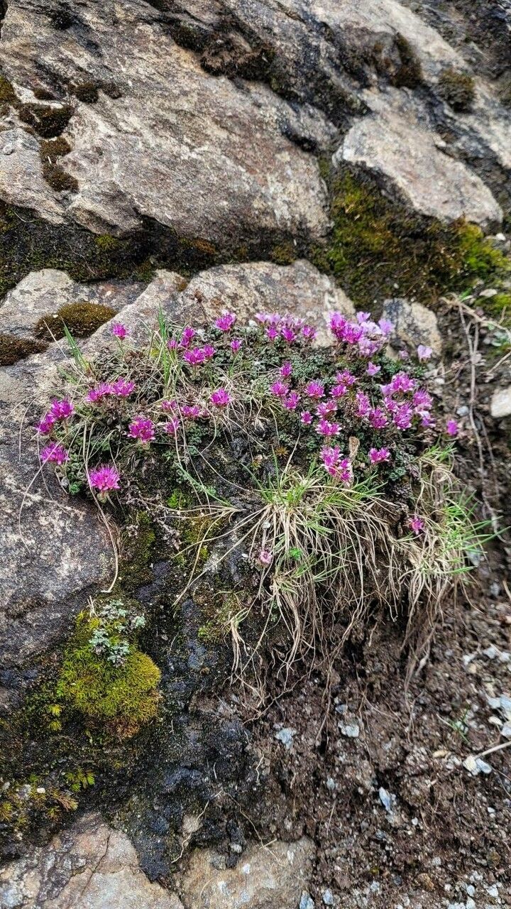 Saxifraga retusa habit