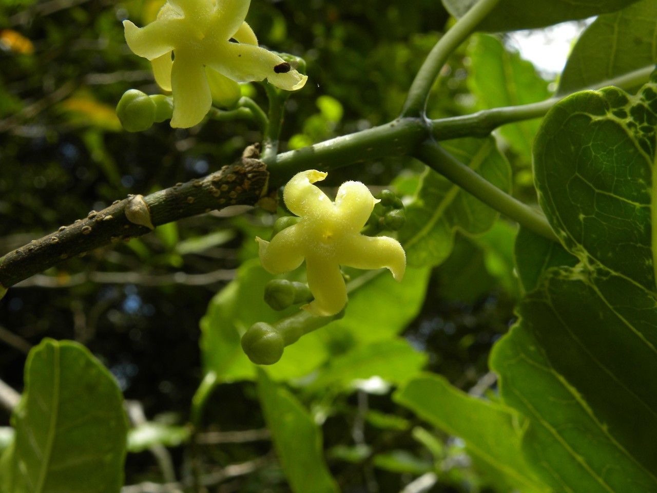 Tabernaemontana mauritiana flower