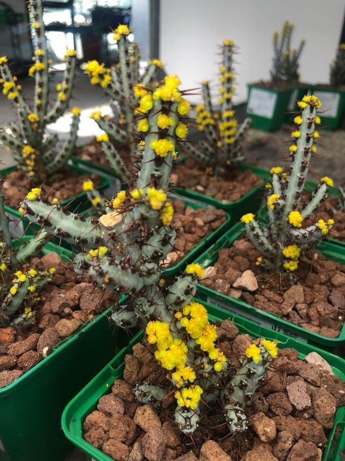 Euphorbia aeruginosa leaf