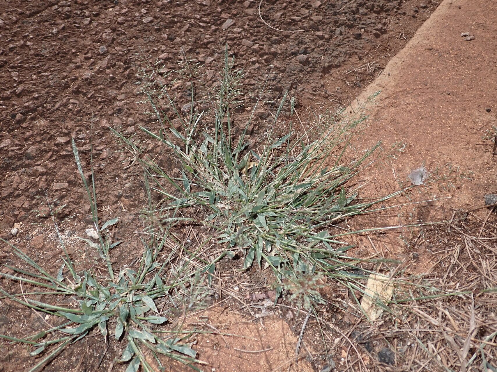 Sporobolus coromandelianus habit