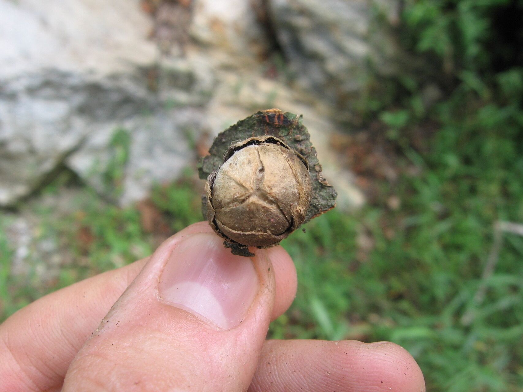 Uvariodendron gorgonis flower