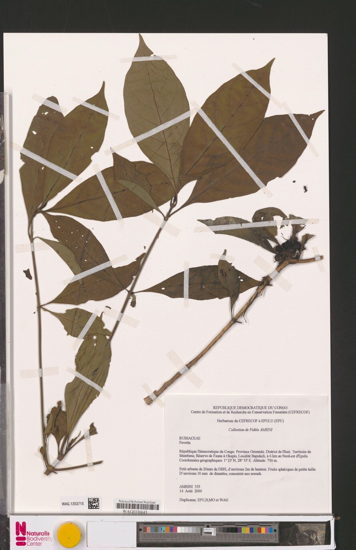 Pavetta seretii — houseplant care guide