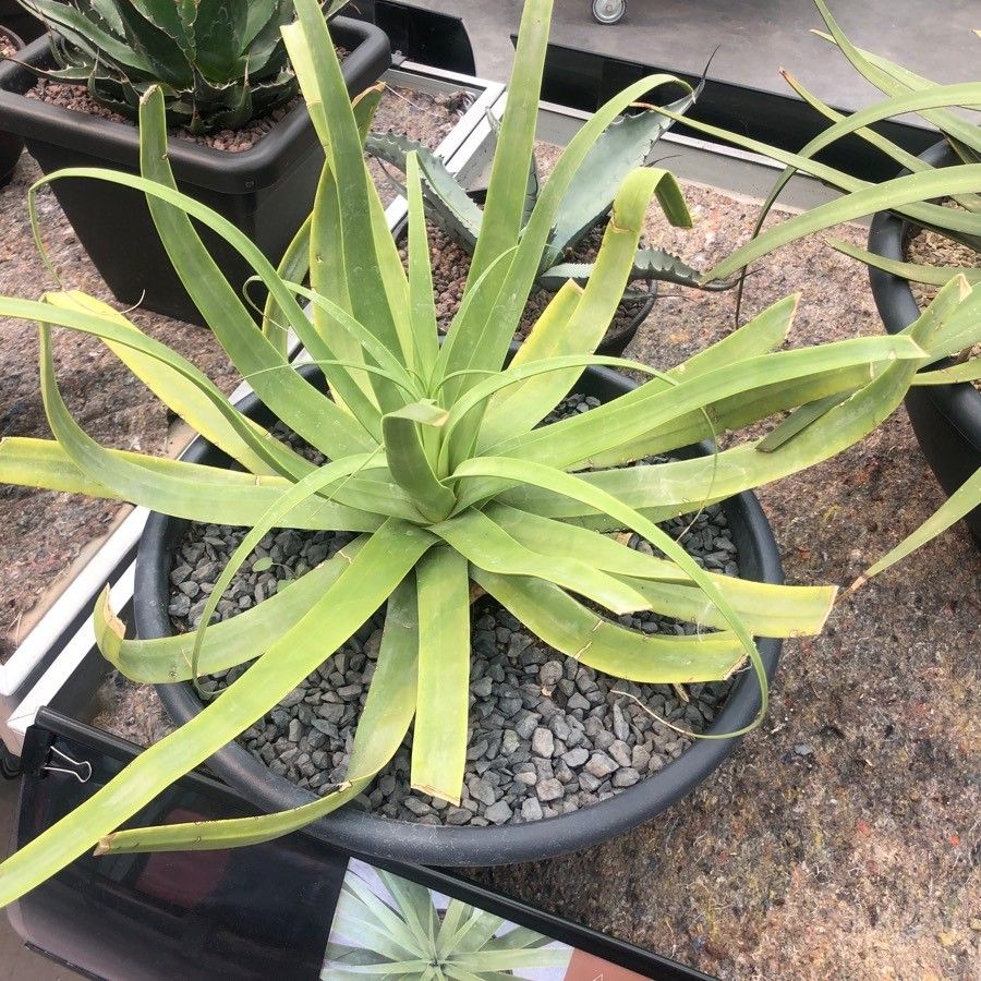 Agave bracteosa — search result for 'Agave'