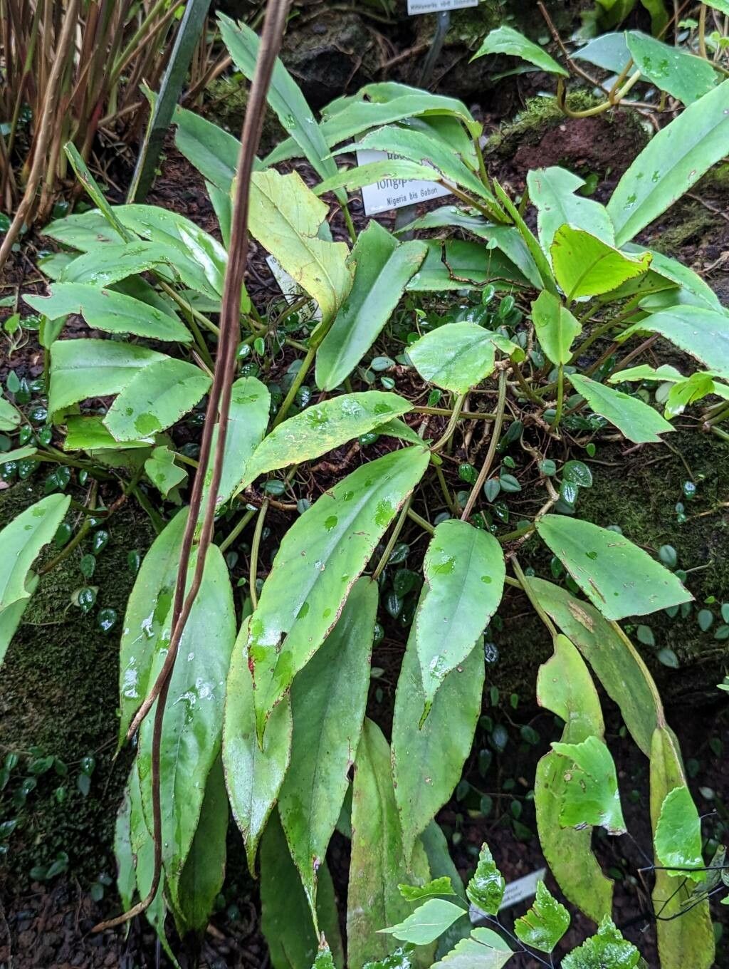 Begonia longipetiolata habit