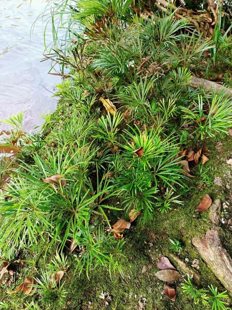 Dipteris lobbiana — related species from the same genus