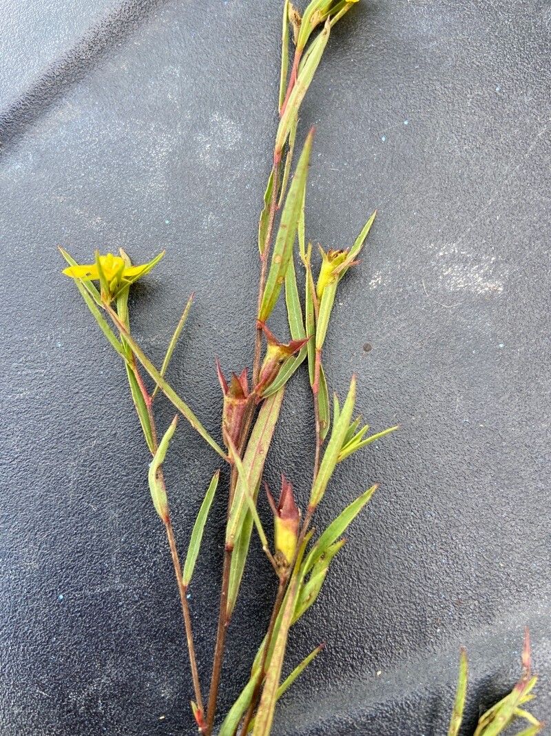 Ludwigia linearis fruit