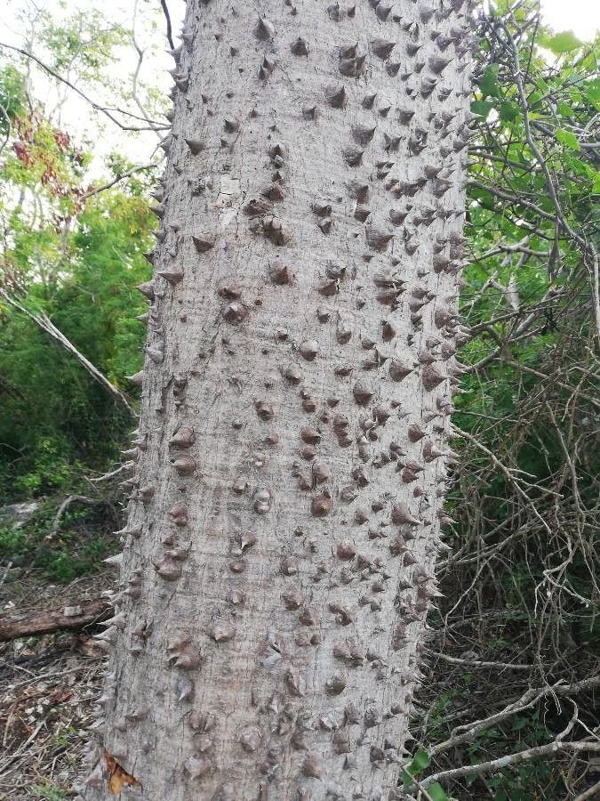 Ceiba aesculifolia bark