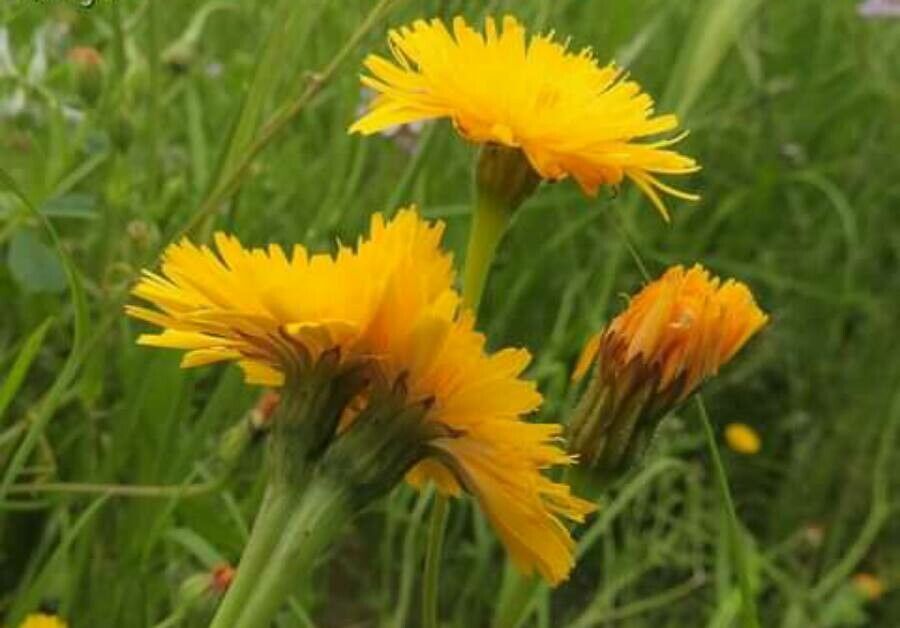 Scorzoneroides laciniata — search result for 'Scorzoneroides'