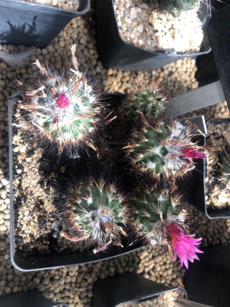Turbinicarpus gielsdorfianus — related species from the same genus