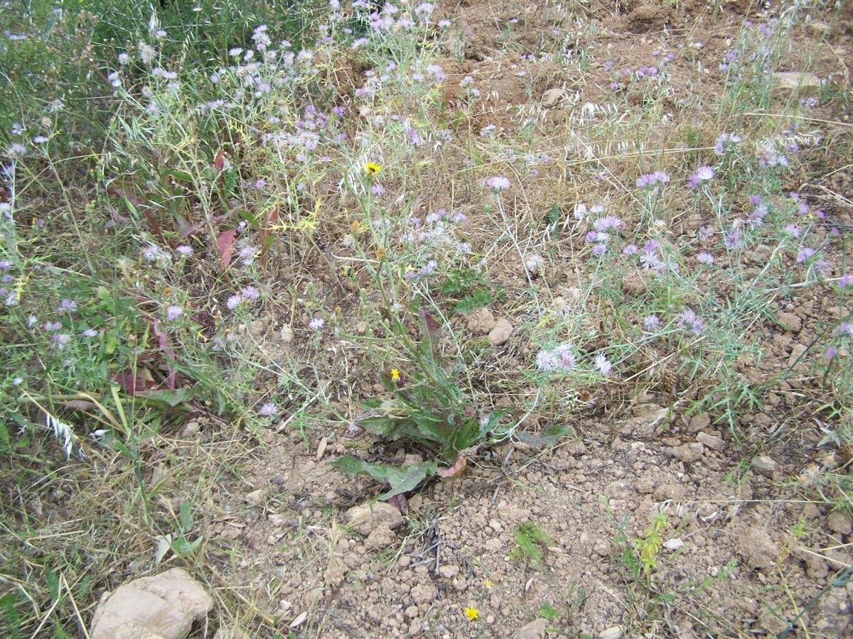 Picris sinuata habit
