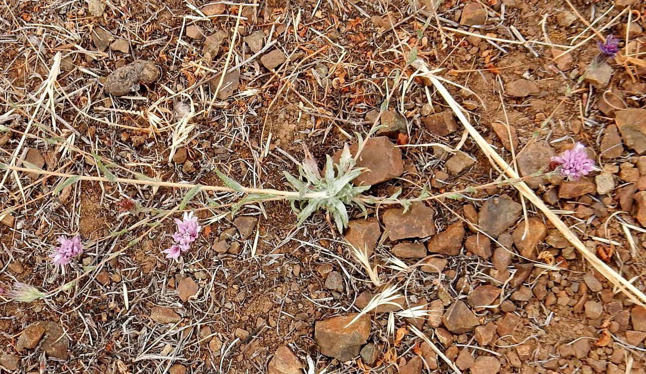 Lessingia hololeuca — related species from the same genus