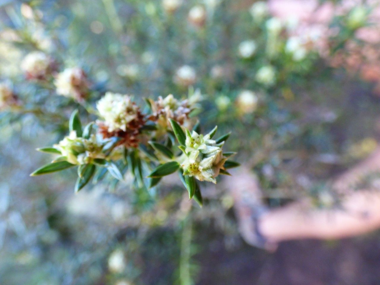 Erica galioides flower