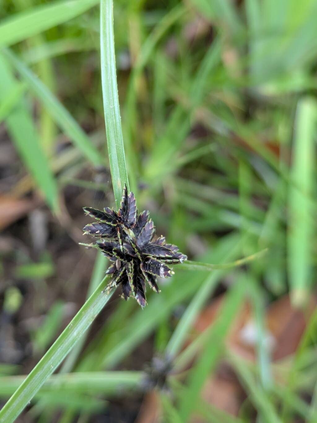 Cyperus melanostachyus — houseplant care guide