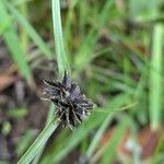 Cyperus melanostachyus