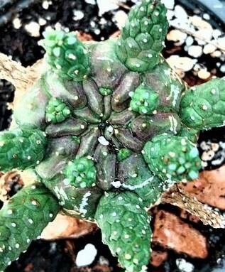 Euphorbia decepta — houseplant care guide