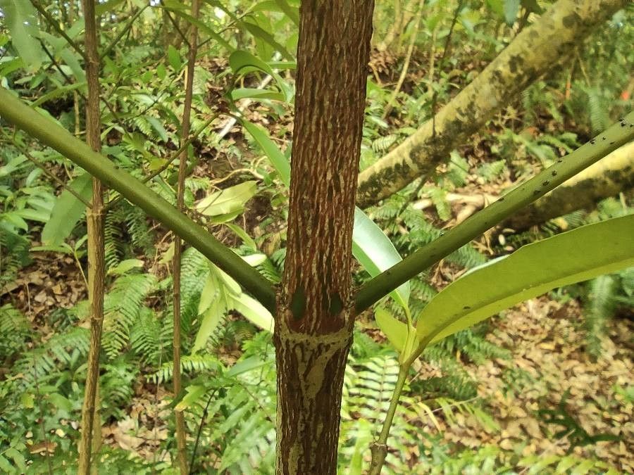 Calophyllum soulattri bark