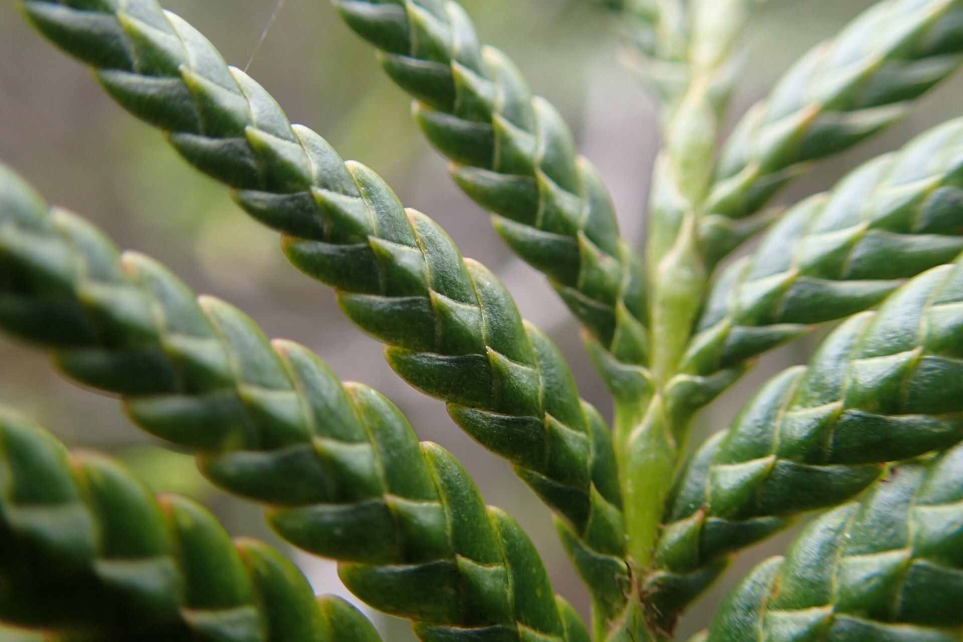 Libocedrus yateensis — related species from the same genus