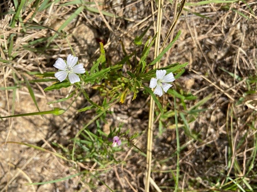 Monsonia angustifolia flower