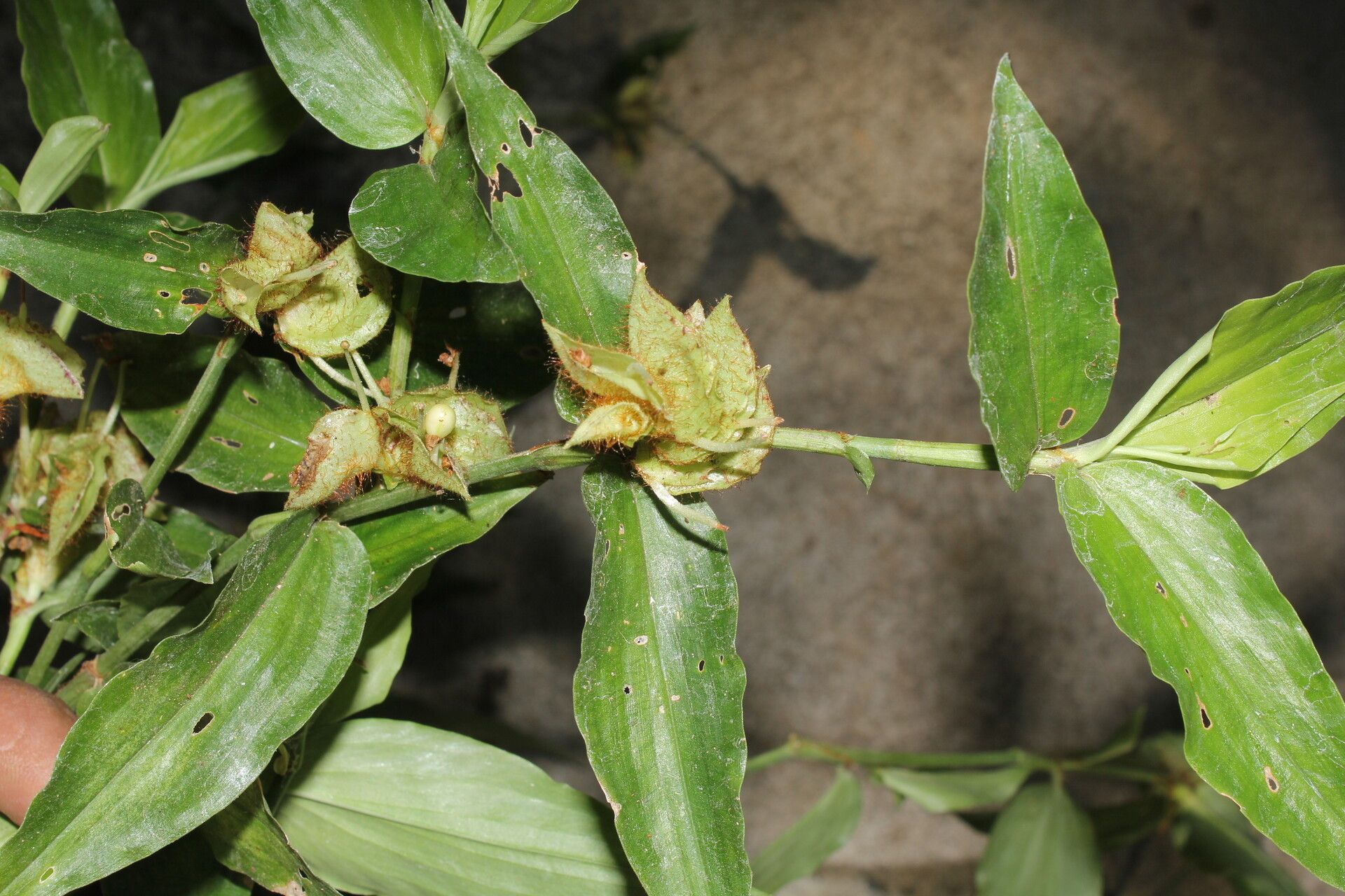 Commelina obliqua fruit