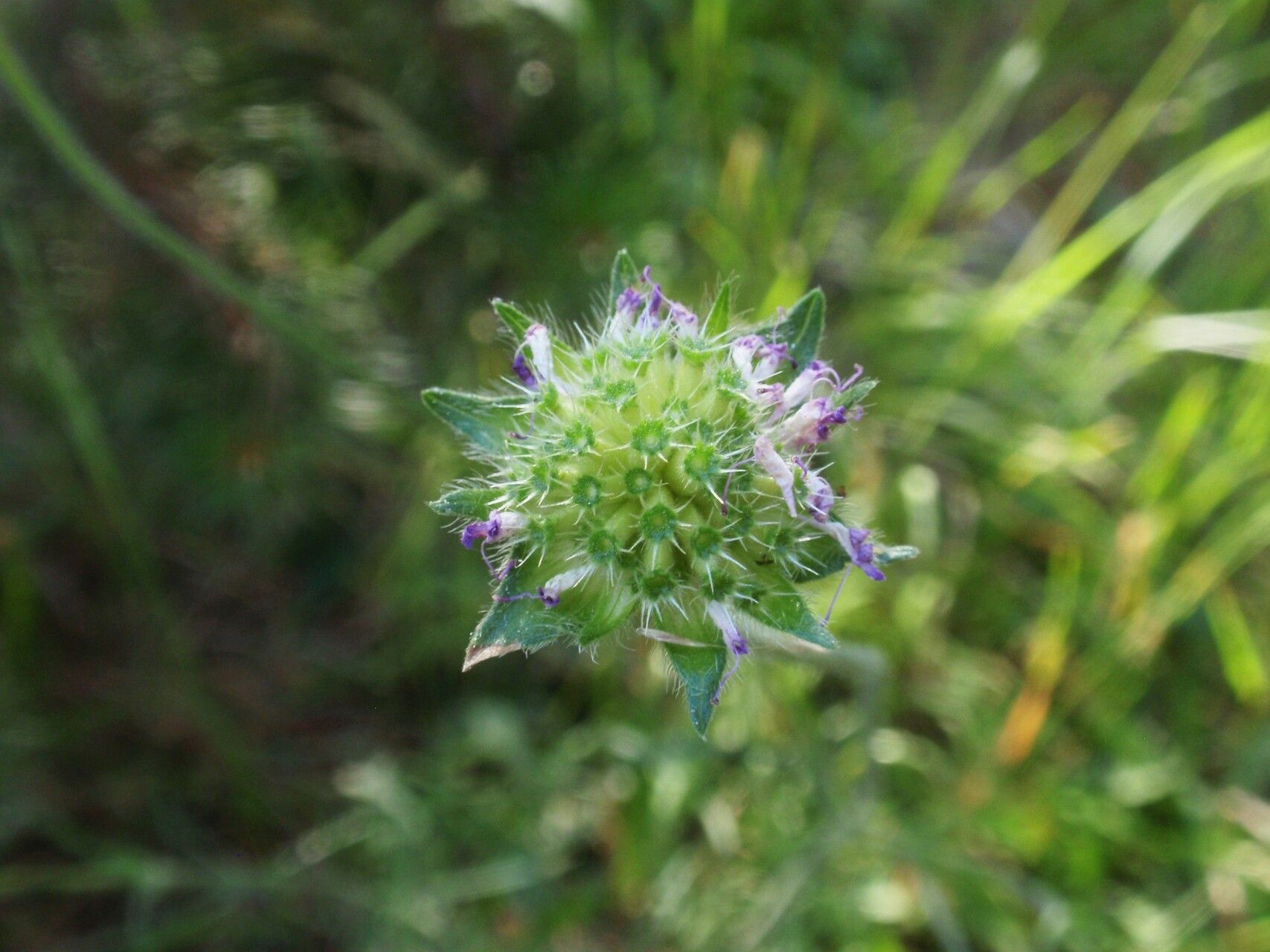 Knautia collina fruit