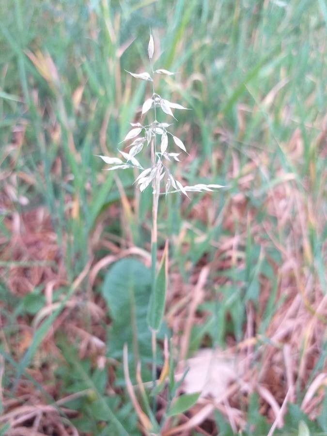 Holcus mollis flower