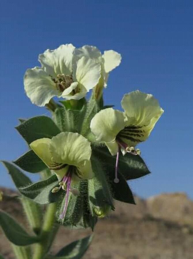 Hyoscyamus desertorum — related species from the same genus
