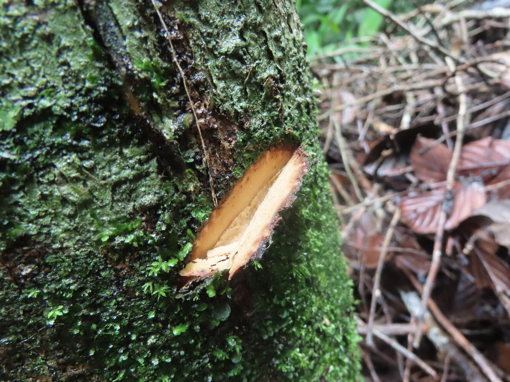 Ocotea macropoda bark