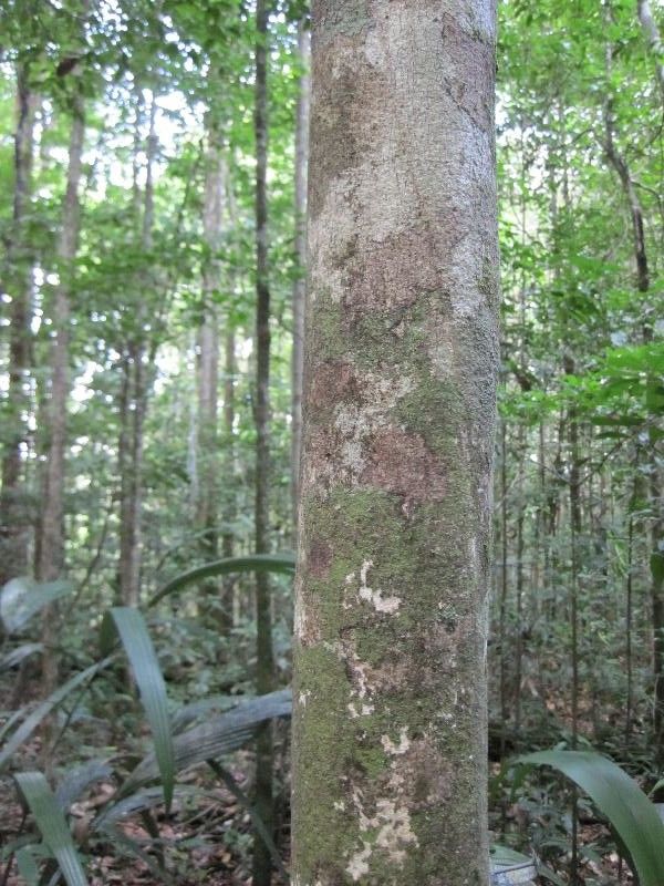 Hirtella bicornis habit