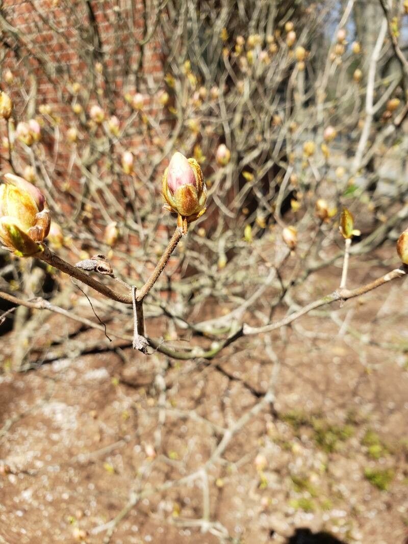 Rhododendron prinophyllum flower
