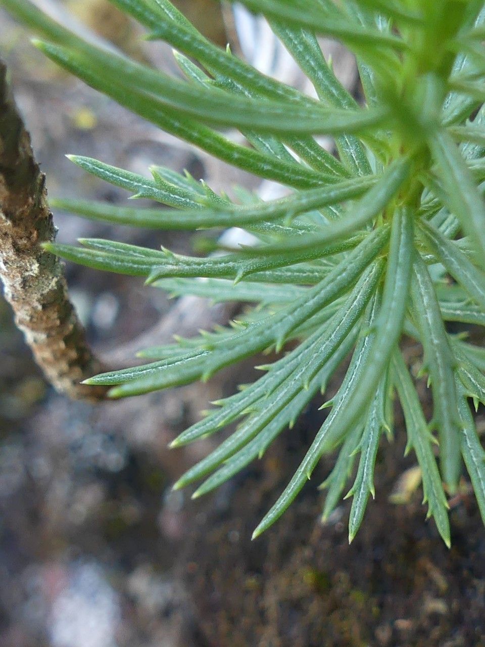 Faujasia pinifolia leaf