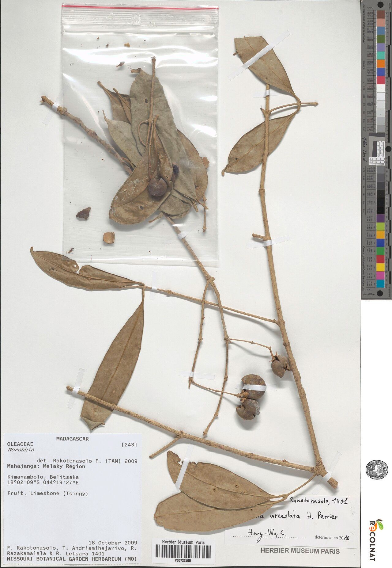 Noronhia urceolata — houseplant care guide