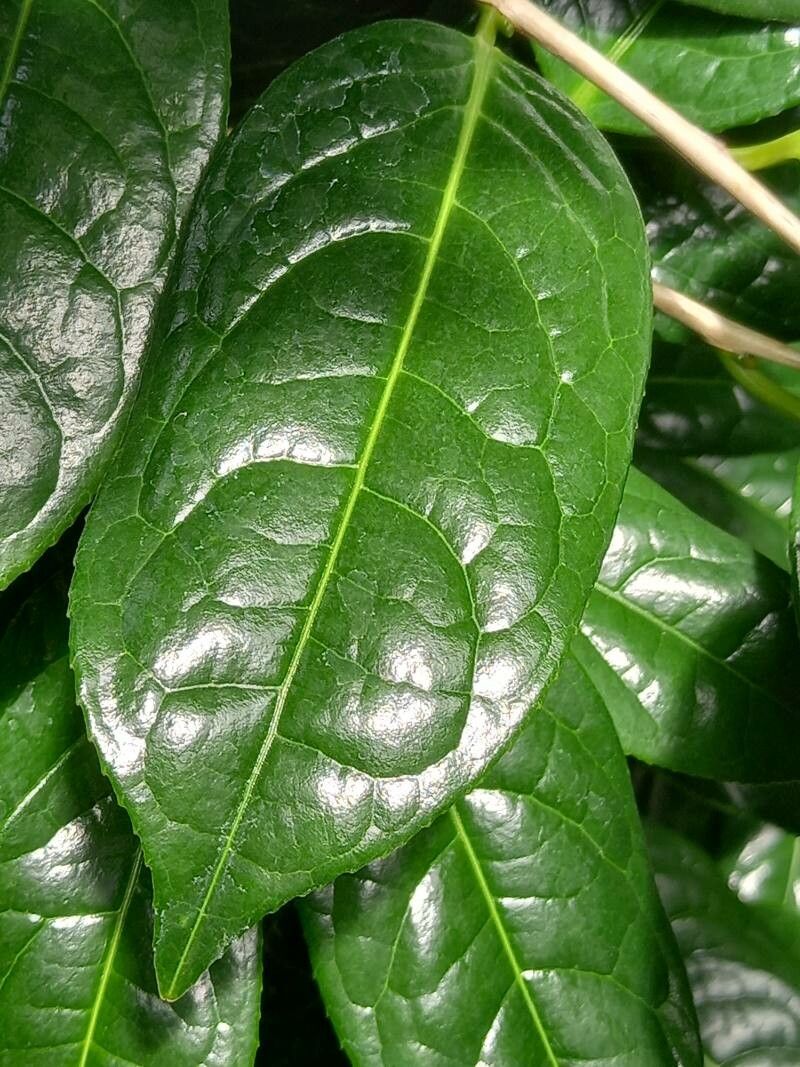 Camellia nitidissima — search result for 'Theaceae'