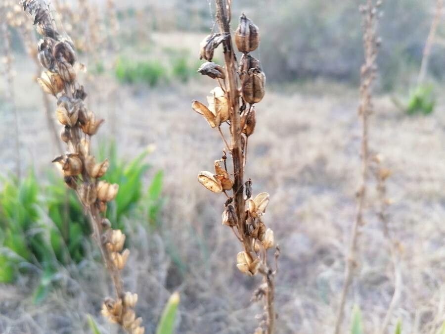 Drimia maritima fruit