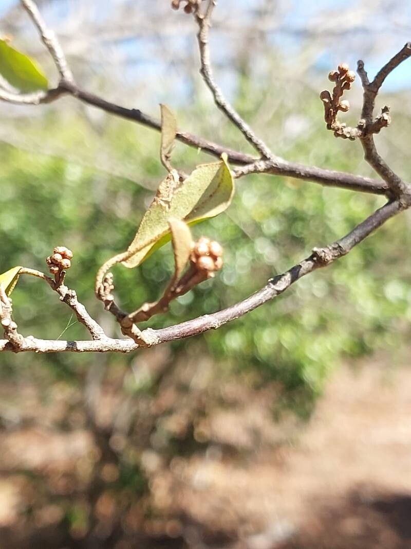 Croton bernieri fruit