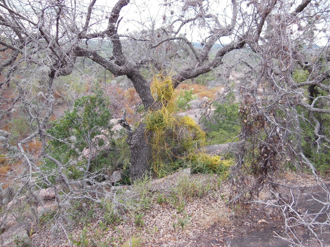 Cuscuta exaltata habit