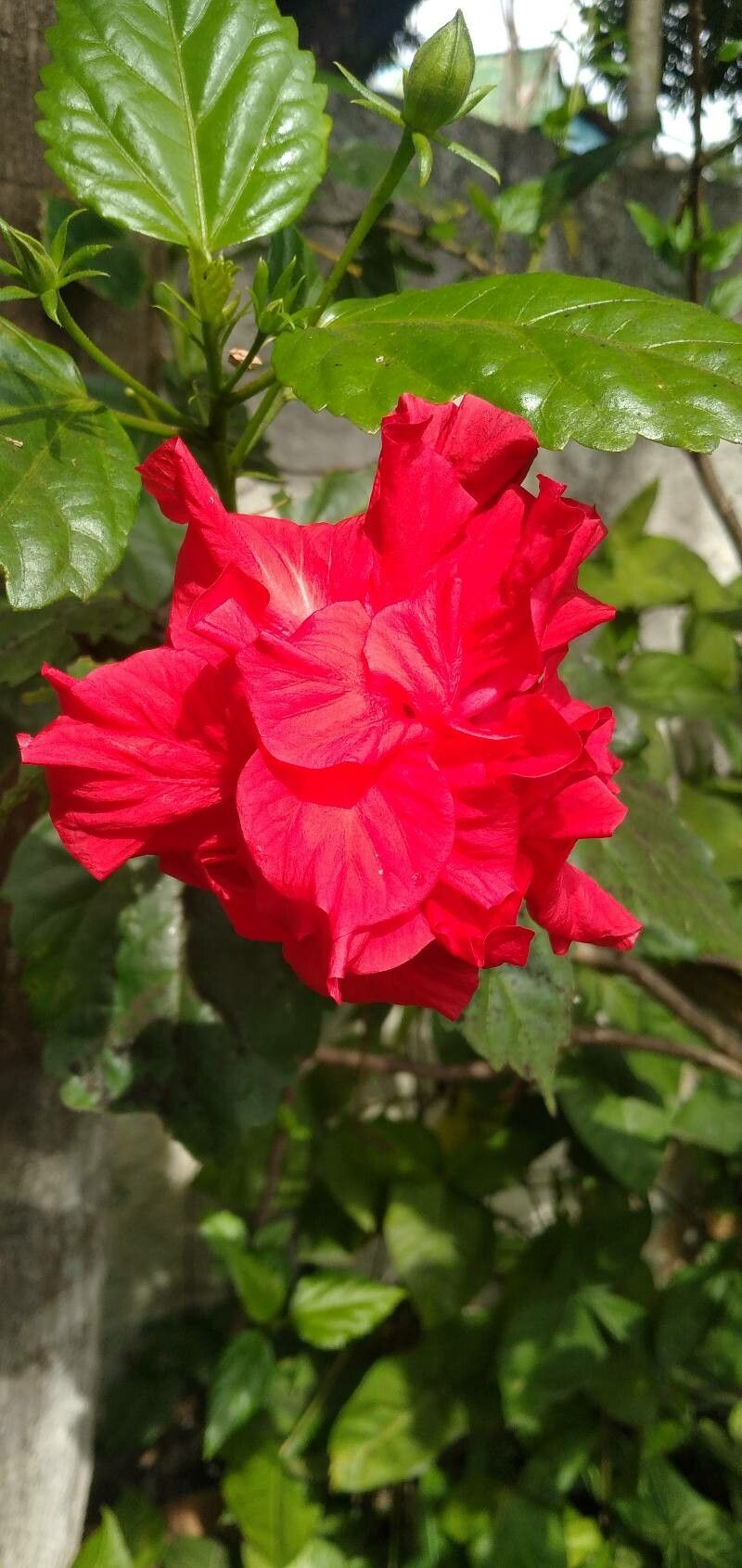 Hibiscus fragilis flower