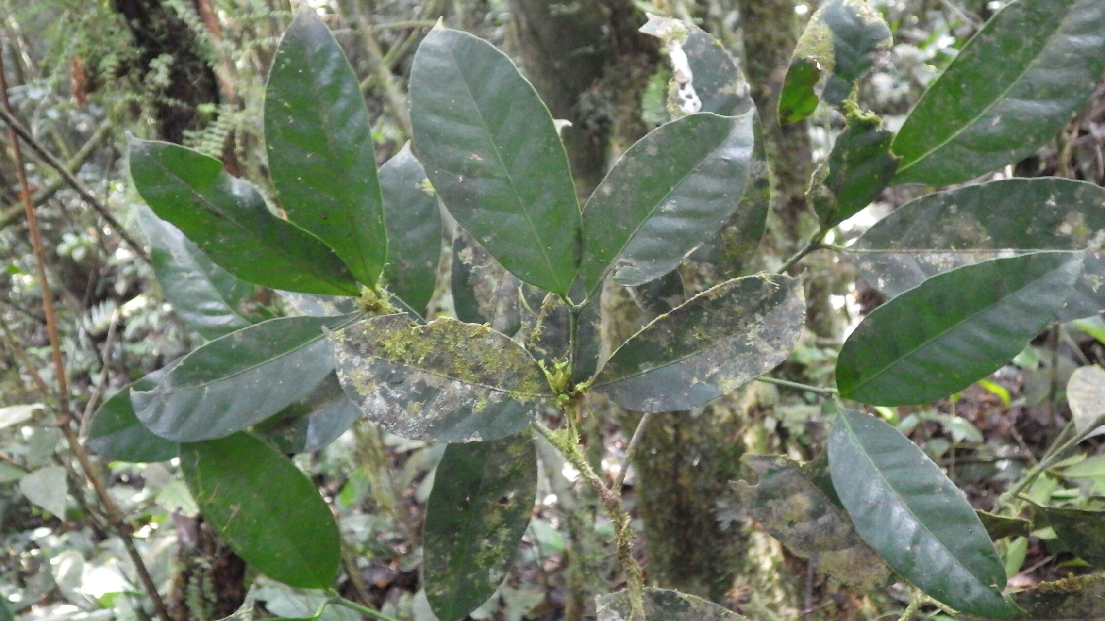 Garcinia densivenia — houseplant care guide