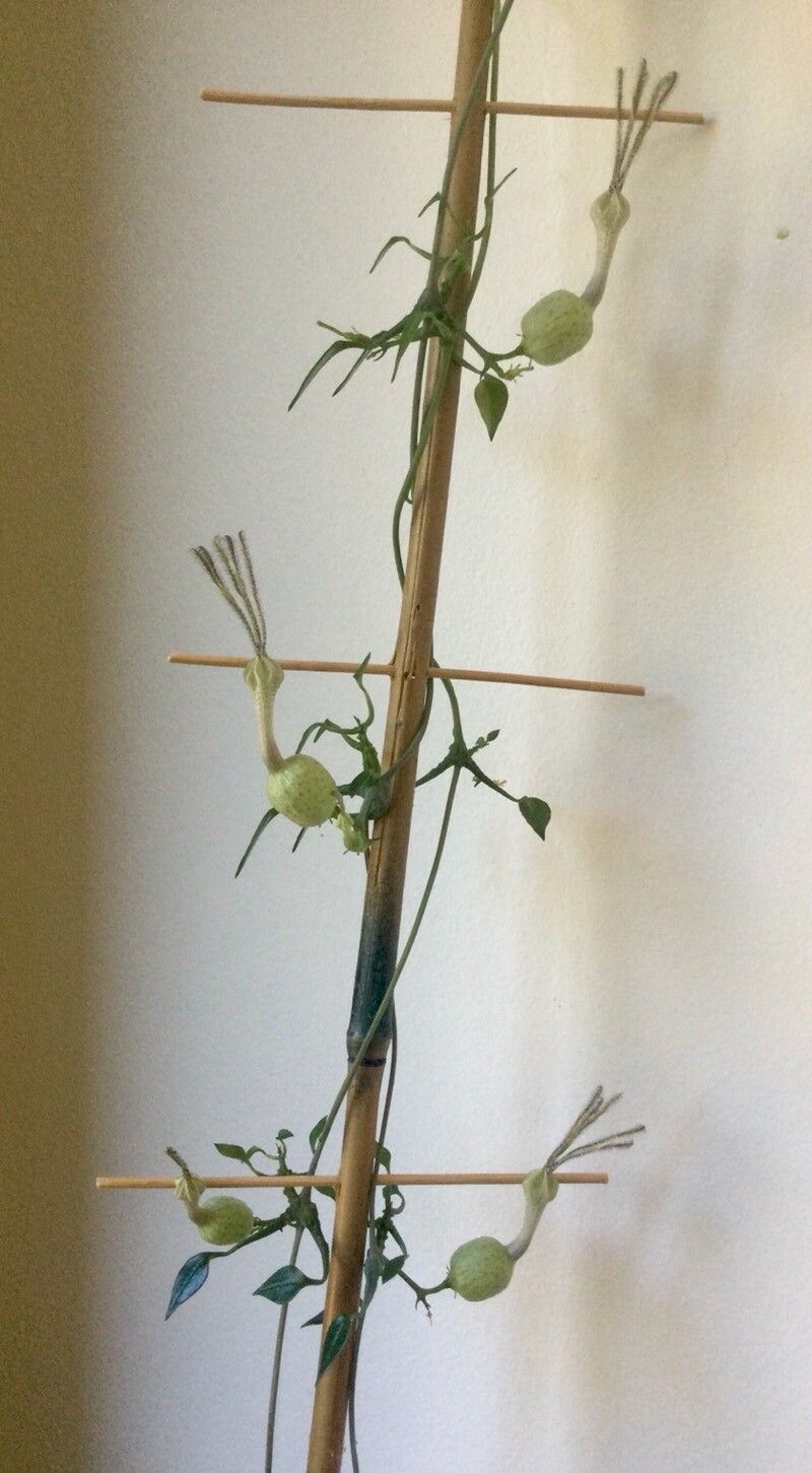 Ceropegia simoneae — search result for 'Ceropegia'