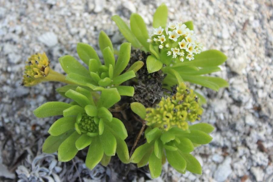 Heliotropium anomalum — related species from the same genus