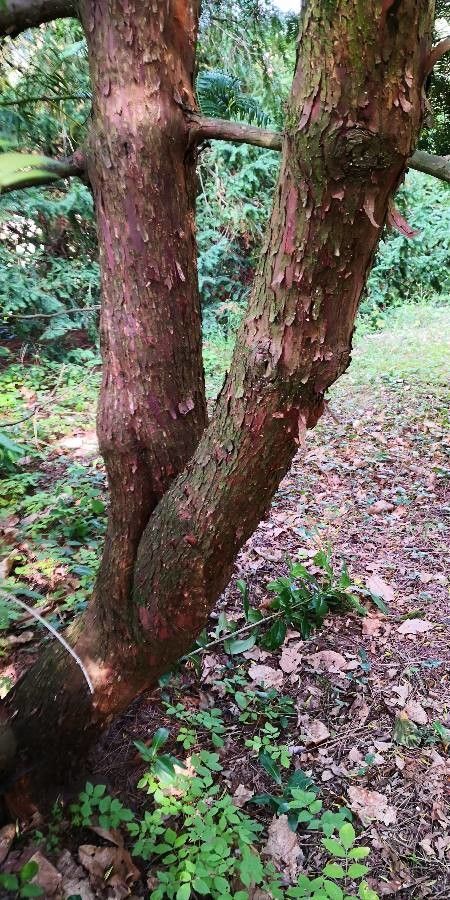 Cephalotaxus sinensis bark