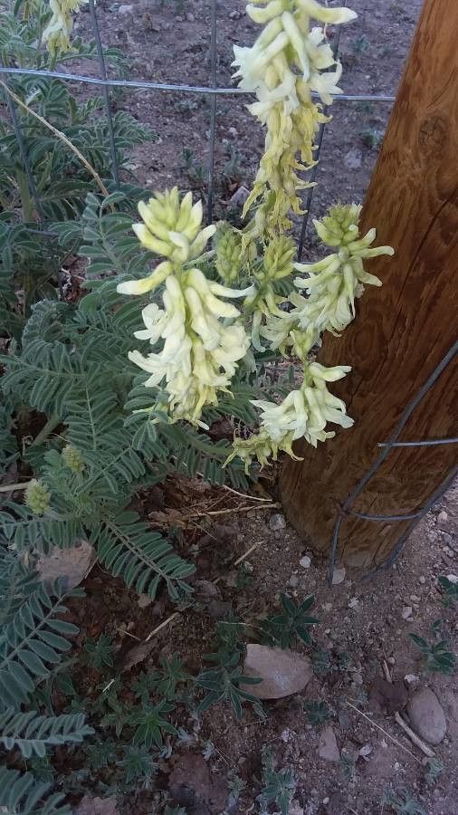 Astragalus racemosus — search result for 'Astragalus'