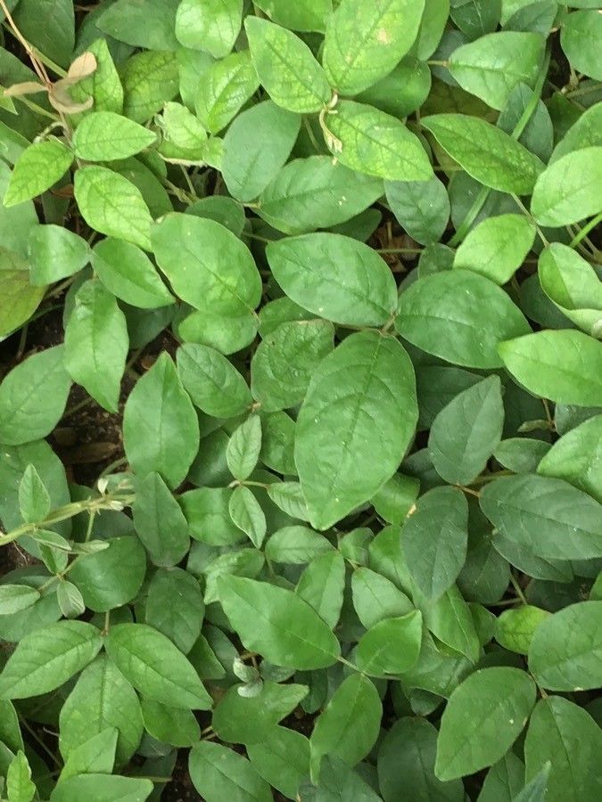 Kennedia prostrata — related species from the same genus